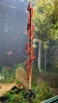 Preview: Shrimp-Lollies Proteine-Set (5er)